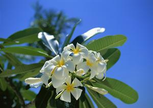 2025年最新版｜石垣島でのレンタカー利用ガイドと選び方徹底解説